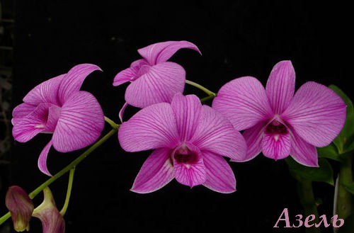 3085196_dendrobium (500x329, 35Kb)