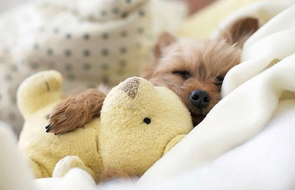 cute-animals-sleeping-stuffed-toys-14 (605x390, 134Kb)
