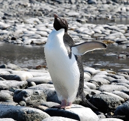 pingvin (266x250, 75Kb)