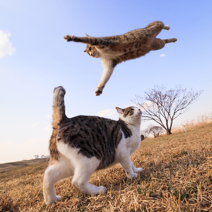 Jumping-Cats-4 (700x700, 547Kb)