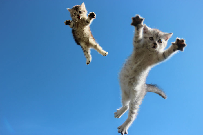 Jumping-Cats-13 (700x466, 148Kb)