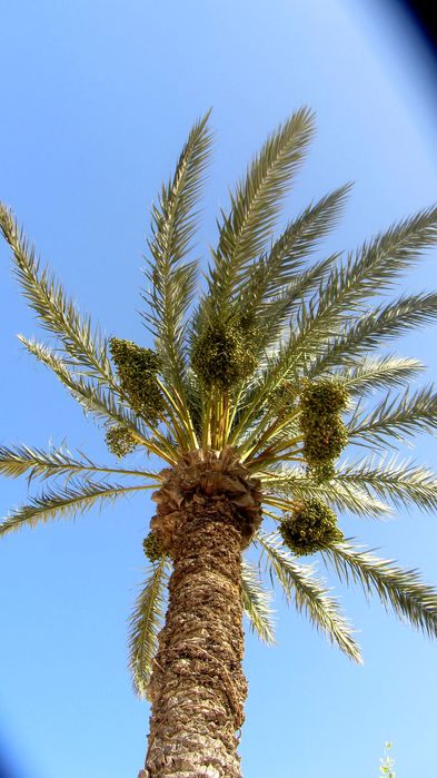 пальма плодовая (393x700, 61Kb)