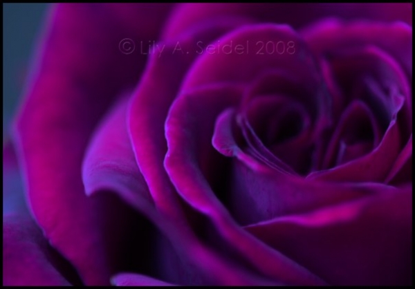 16 фиолетовая роза (600x418, 109Kb)