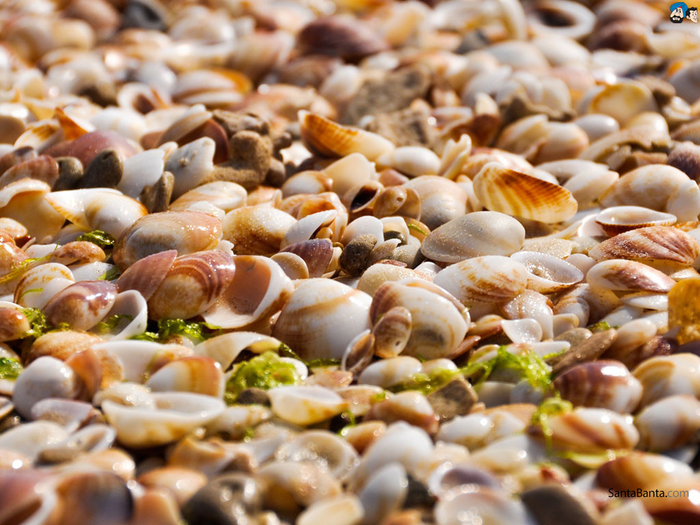 seashells-32a (700x525, 477Kb)