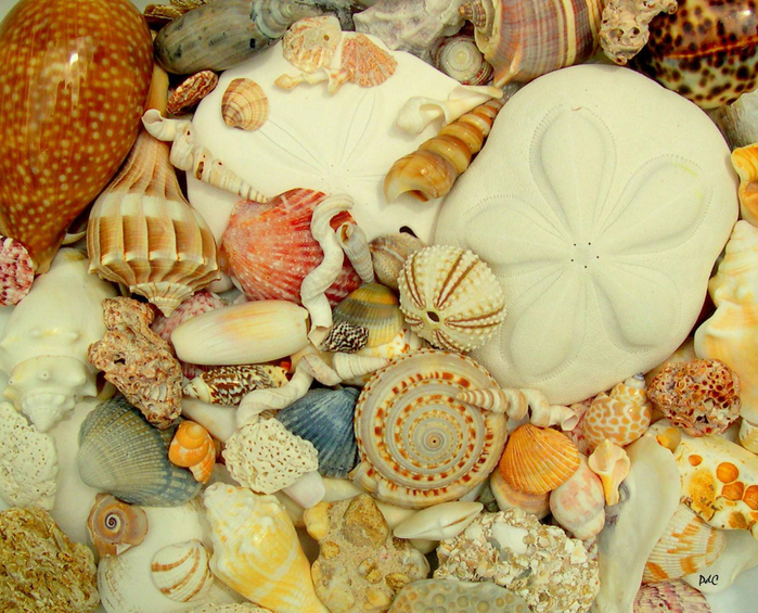 seashells-calendar (700x565, 541Kb)