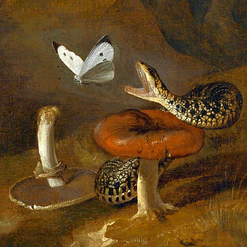 Змея и бабочка1 (500x501, 129Kb)