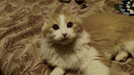  20151212220544(2) (700x393, 311Kb)