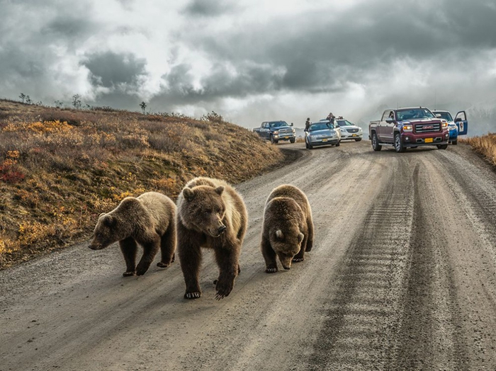 6121910-1000-1453971666-bear-road-denali_93621_990x742 (700x524, 346Kb)