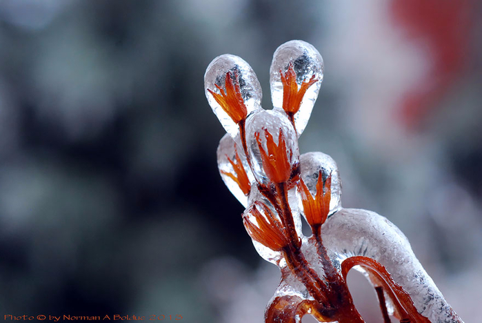 Flower after Ice Storm (700x468, 268Kb)