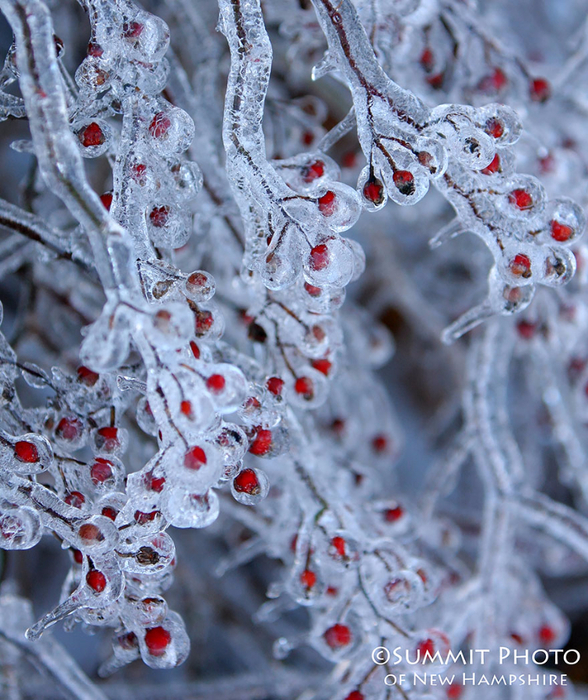 Frozen Berries (588x700, 535Kb)