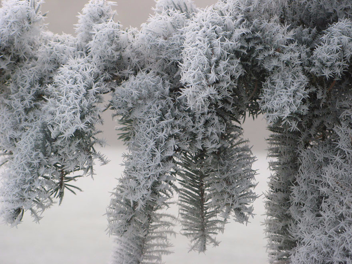 Frosted Pine (700x525, 479Kb)