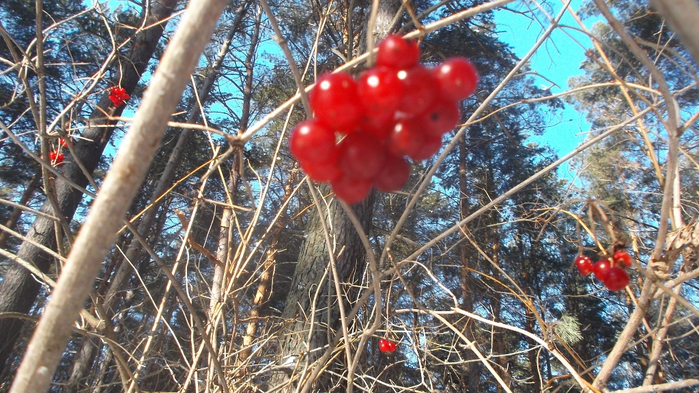 DSCF8704 (700x393, 447Kb)