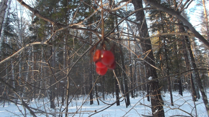 DSCF8745 (700x393, 388Kb)