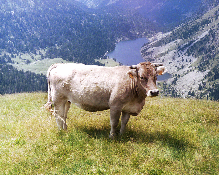 kartinki24_ru_animals_cows_0015 (700x560, 705Kb)
