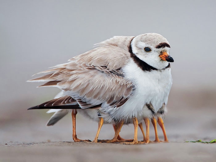 cute-bird-parents-22__700 (700x525, 111Kb)