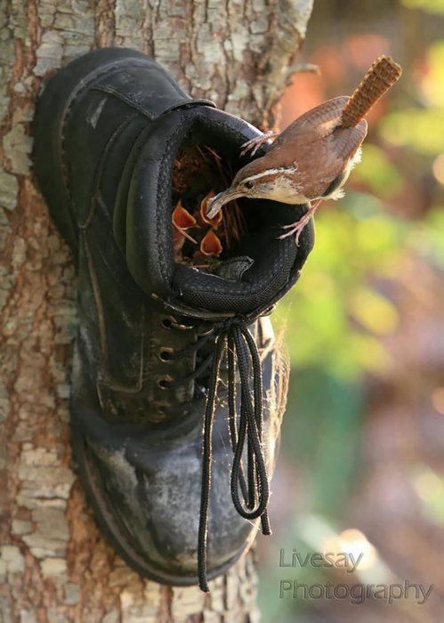 cute-bird-parents-31__700 (499x700, 211Kb)