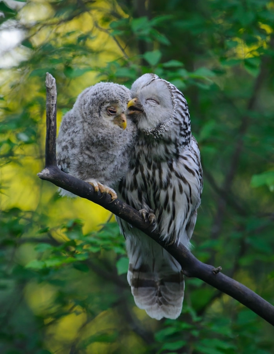 cute-bird-parents-33__700 (542x700, 231Kb)