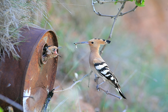 cute-bird-parents-261__700 (700x467, 175Kb)