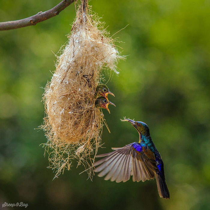 cute-bird-parents-381__700 (700x700, 275Kb)