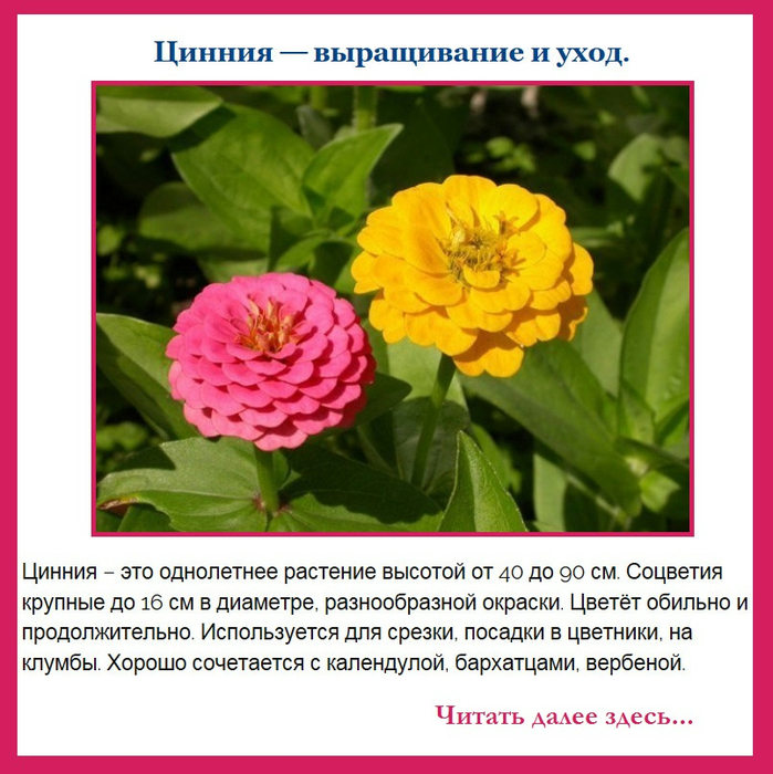Название растения по фото онлайн бесплатно без регистрации определять на русском
