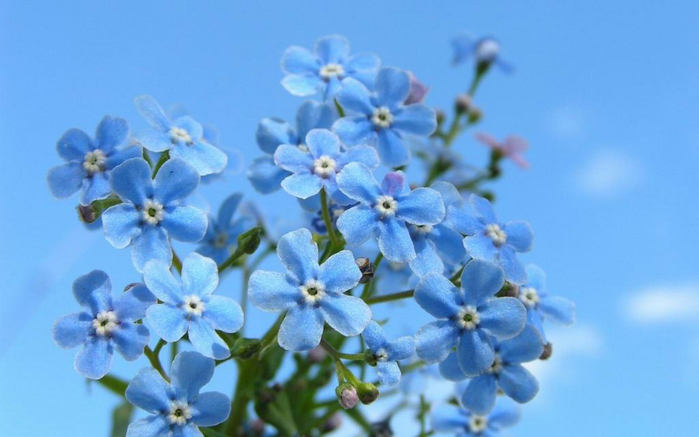 голубые цветы 1 (700x437, 250Kb)