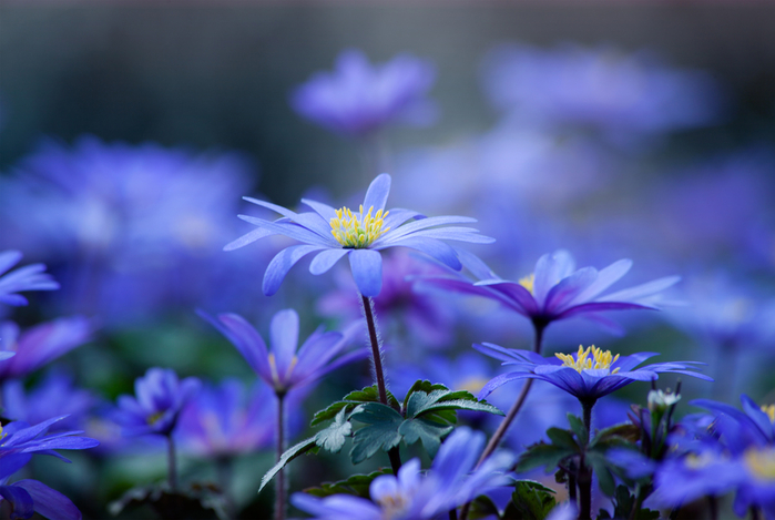 голубые цветы 10 (700x469, 308Kb)