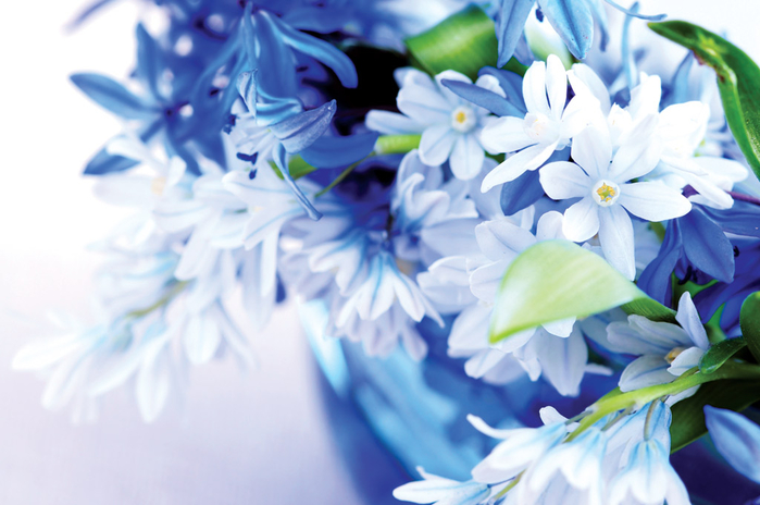 голубые цветы 14 (700x464, 310Kb)