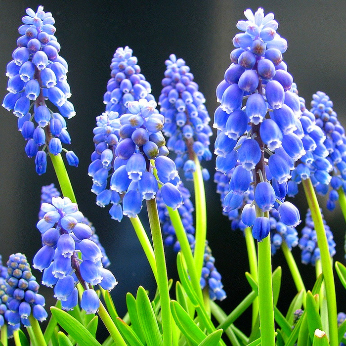 голубые цветы 15 (700x700, 742Kb)