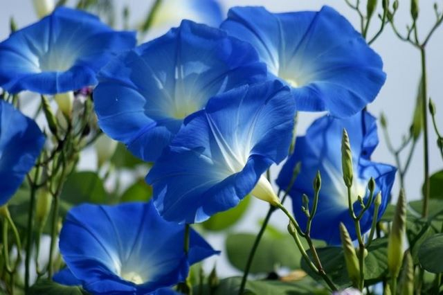 голубые цветы 17 (640x426, 249Kb)