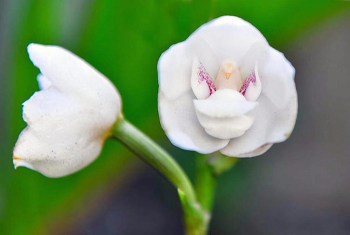 Орхидея «Голубь, или Святой дух» — Peristeria Elata (700x470, 199Kb)