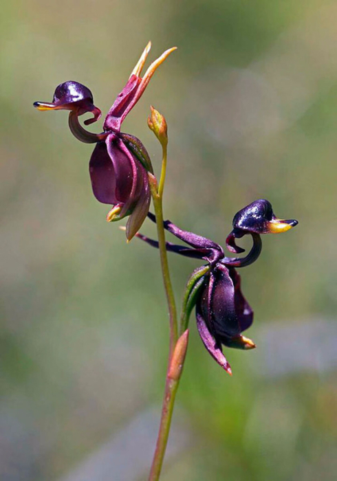 Орхидея «Летящая уточка» — Caleana Major (490x700, 260Kb)