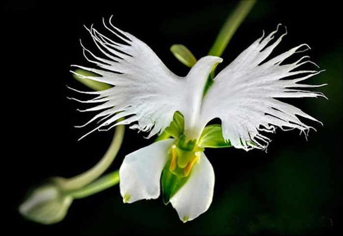 Орхидея белой цапли2 (700x482, 197Kb)