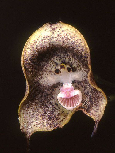 Орхидея Дракула обезьяна (Dracula simia)1 (375x500, 158Kb)