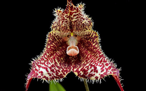 Орхидея Дракула обезьяна (Dracula simia)2 (500x313, 125Kb)
