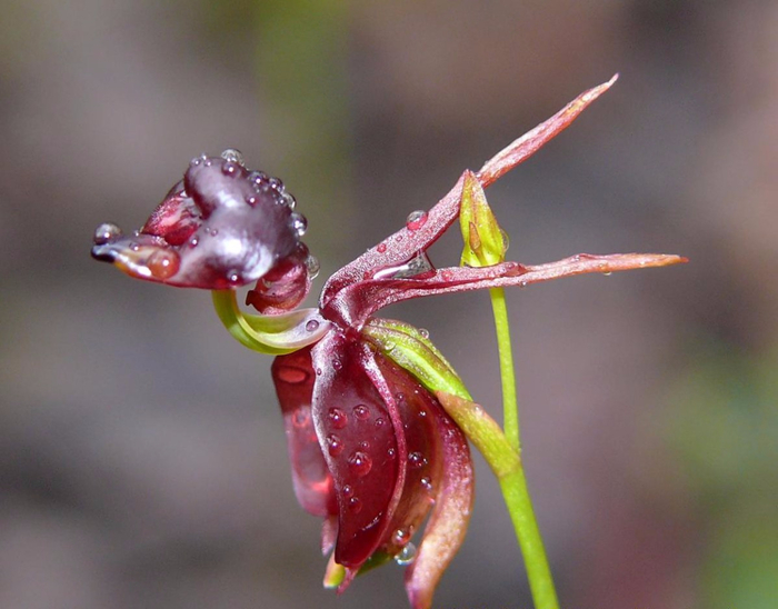 Орхидея Калания – летящая уточка3 (700x548, 299Kb)