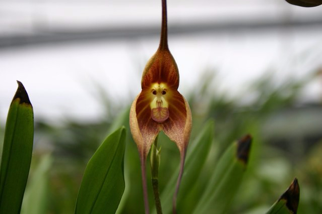 Орхидея обезьяна (Orchis simia) (639x426, 144Kb)