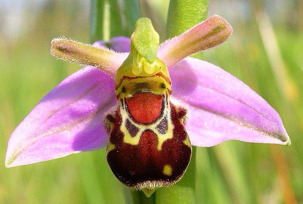 Орхидея Смеющийся шмель (Ophrys bomybliflora) (605x407, 233Kb)