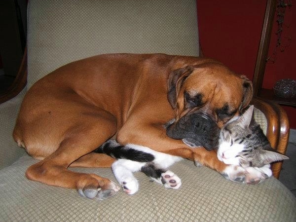 Картинки по запросу кошка и собака обнимаются