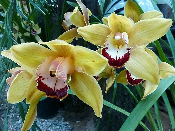 Орхидеи (700x525, 418Kb)