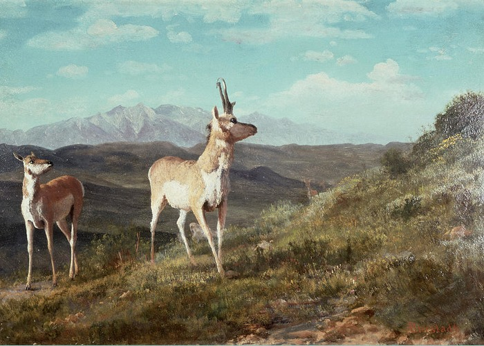 antelope-albert-bierstadt (700x500, 362Kb)