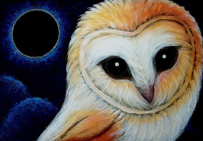 BARN-OWL-ECLIPSEjpg (700x487, 416Kb)