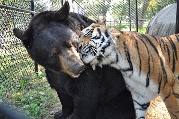 Невероятная история дружбы льва, тигра и медведя