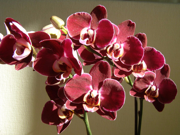 разведение орхидей 