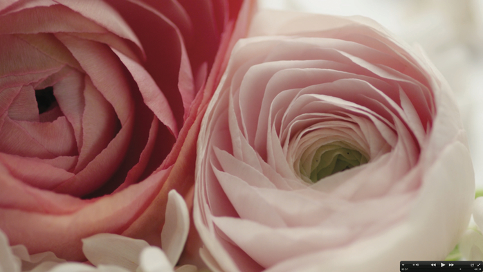 ES-LE-PARFUM-ROSE-COUTURE-ROSES (1) (700x393, 249Kb)