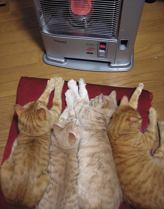 Коты, любящие тепло4 (547x700, 393Kb)
