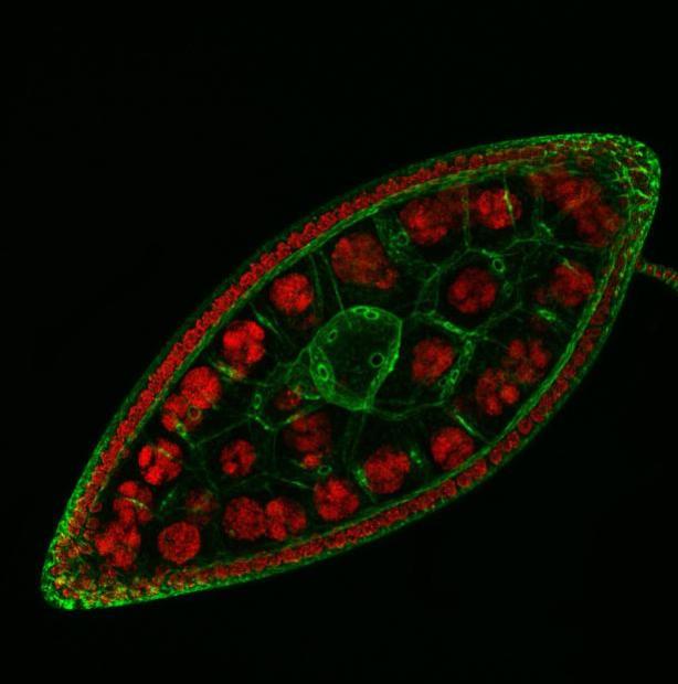 Конкурс фотографии Nikon Small World 2010