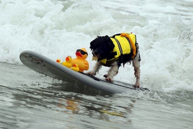 Конкуренция на Хантингтон-Бич во время Surf City Surf Dog, Калифорния, 19 сентября 2010 года.