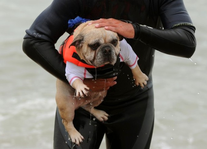 Конкуренция на Хантингтон-Бич во время Surf City Surf Dog, Калифорния, 19 сентября 2010 года.