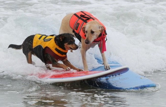 Конкуренция на Хантингтон-Бич во время Surf City Surf Dog, Калифорния, 19 сентября 2010 года.