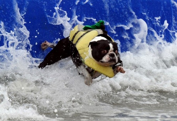 Конкуренция на Хантингтон-Бич во время Surf City Surf Dog, Калифорния, 19 сентября 2010 года.